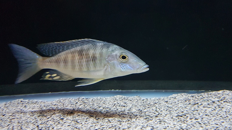 Taeniolethrinops praeorbitalis